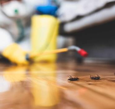 Fast Pest  Removal