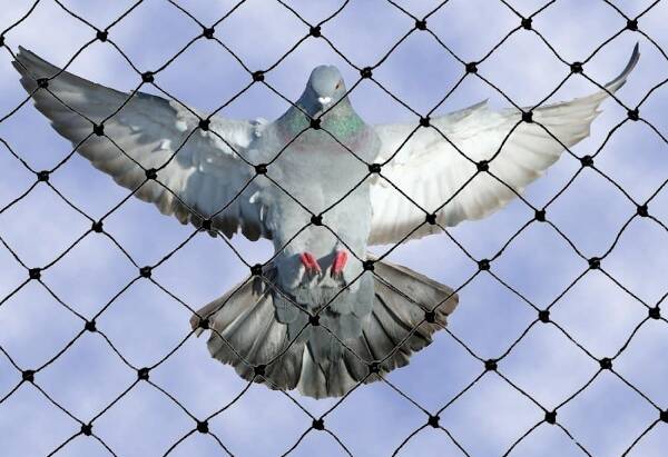 Bird Proofing