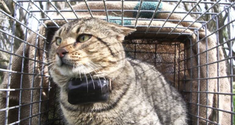 Feral Cats Removal