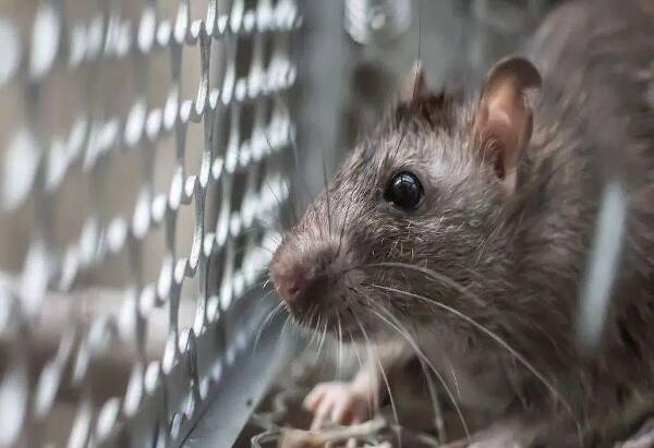 Rodent Proofing