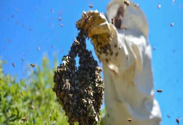 Bee Removal